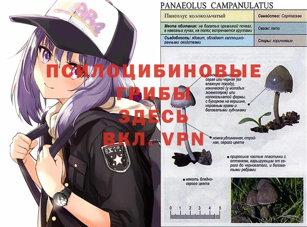 прущие грибы Аркадак