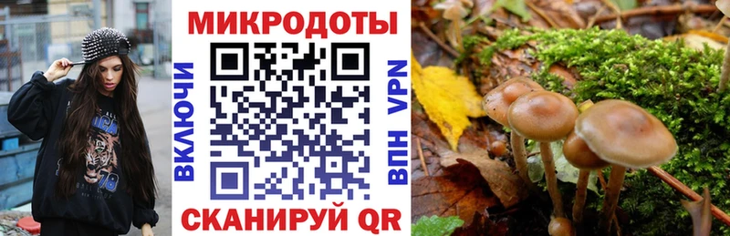 Псилоцибиновые грибы Psilocybe Балей